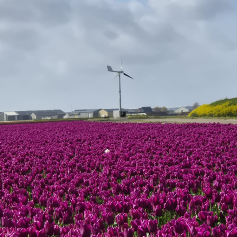 5kW Variable-Pitch Wind Turbine Grid-Connected Project Case