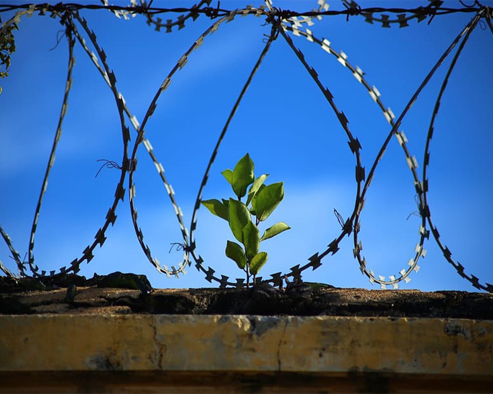 Prison and Justice System