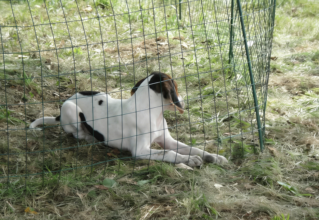 chicken wire fence for dogs