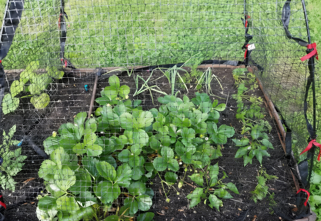 chicken wire for garden