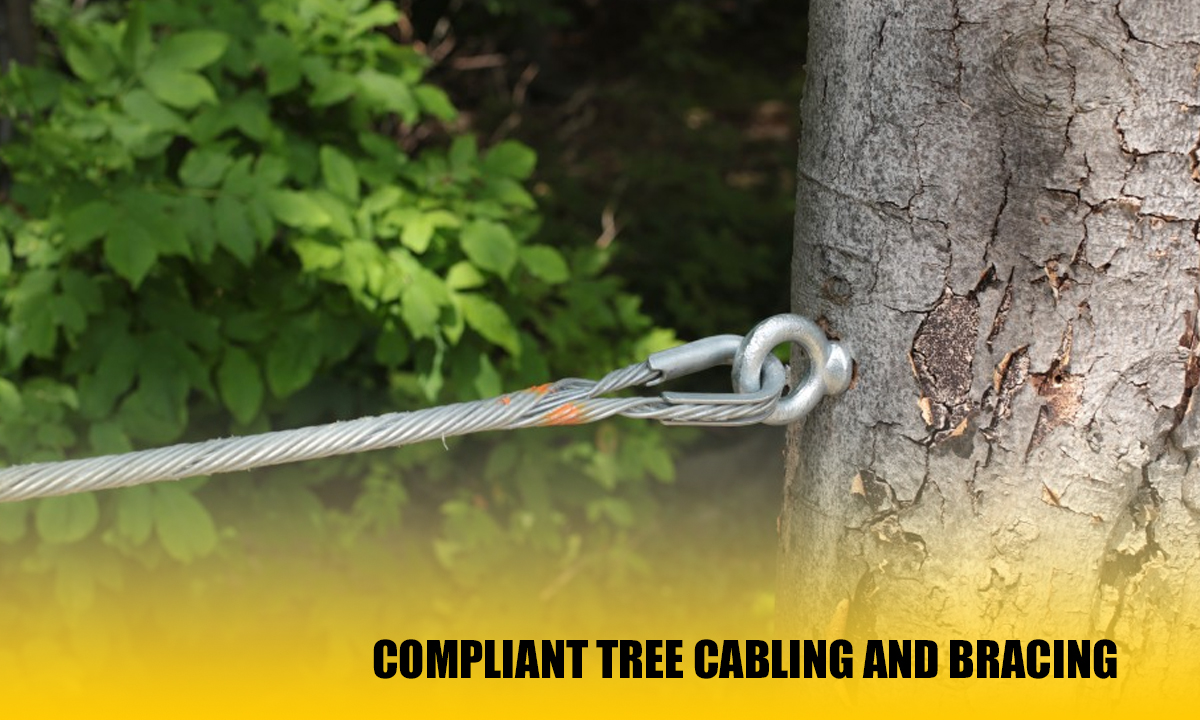 compliant tree cabling and bracing