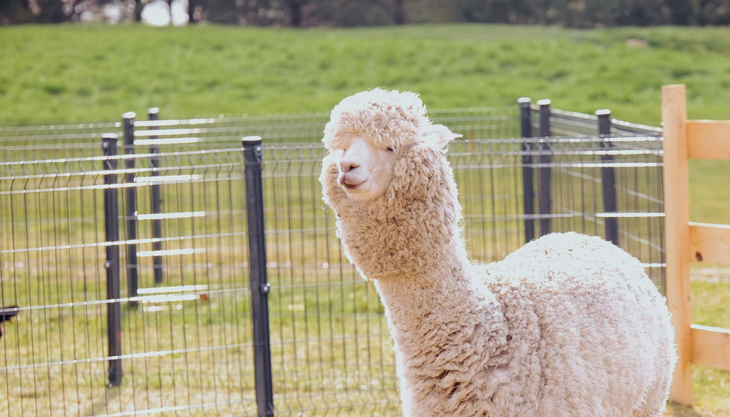 Fence Mesh for Agricultural & Livestock Farming