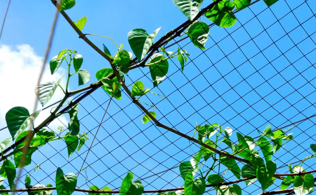 Garden Mesh for Trellising and Climbing Plants