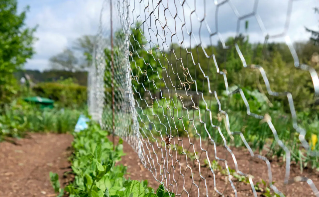 Garden Netting – Protection for Fruit Trees