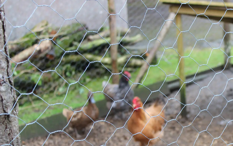 Poultry Wire Mesh for Aviaries & Bird Enclosures