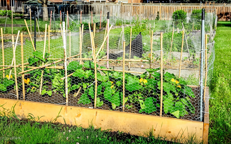 Poultry Wire Mesh for Garden Protection