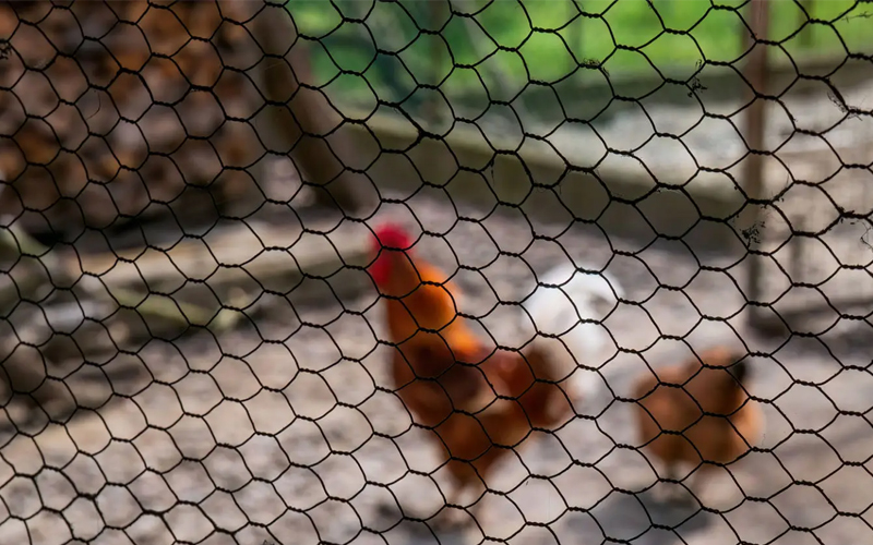 Poultry Wire Mesh for Predator Protection