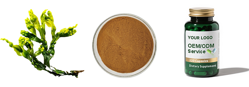 Bladderwrack Extract