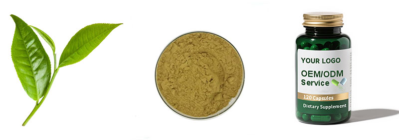 Green Tea Extract