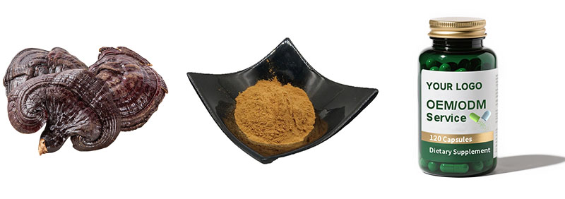 Reishi Mushroom Extract