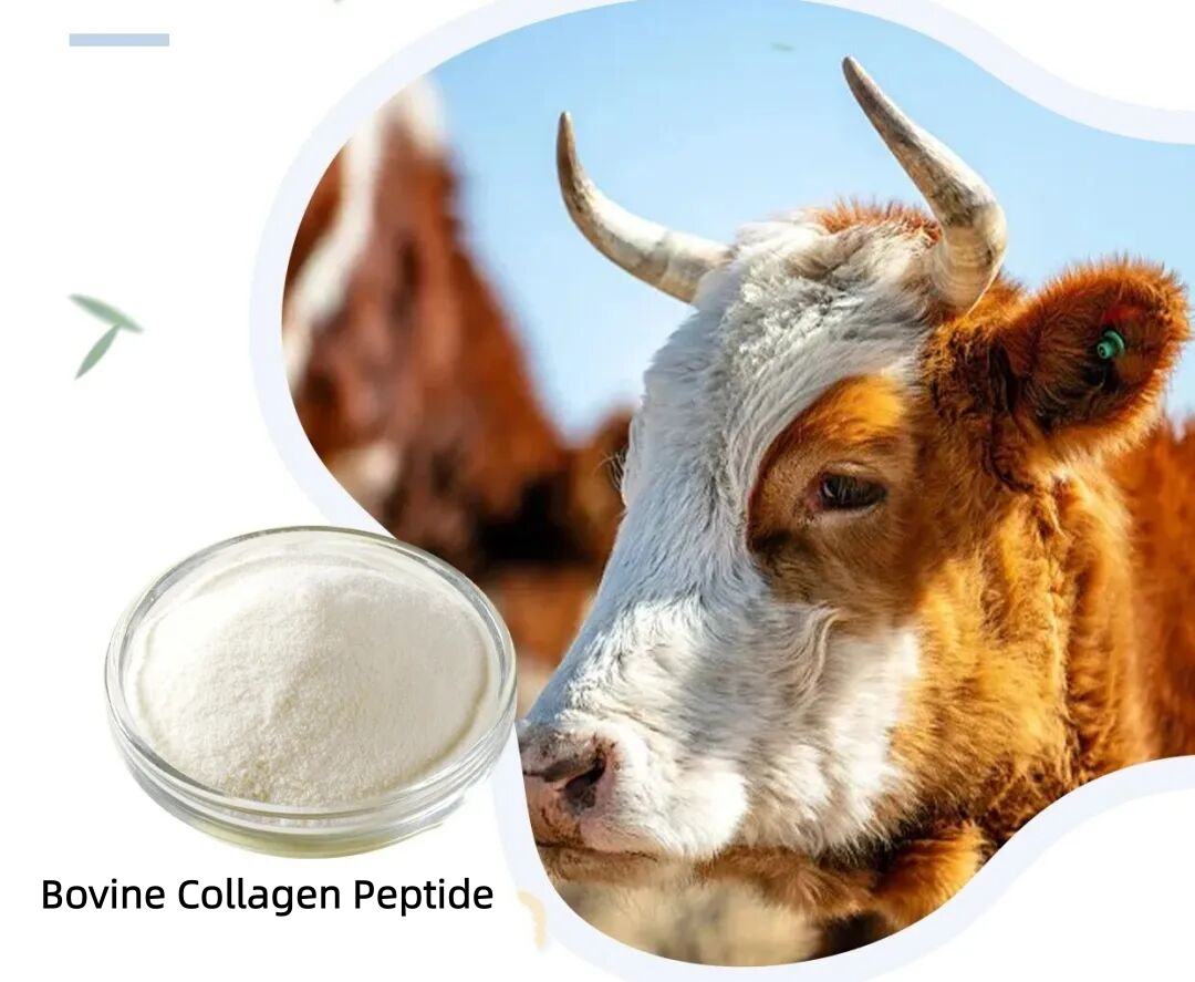 Bovine Collagen Peptide: The Golden Raw Material in the Health Boom - A Comprehensive Reveal of Efficacy and Business Opportunities