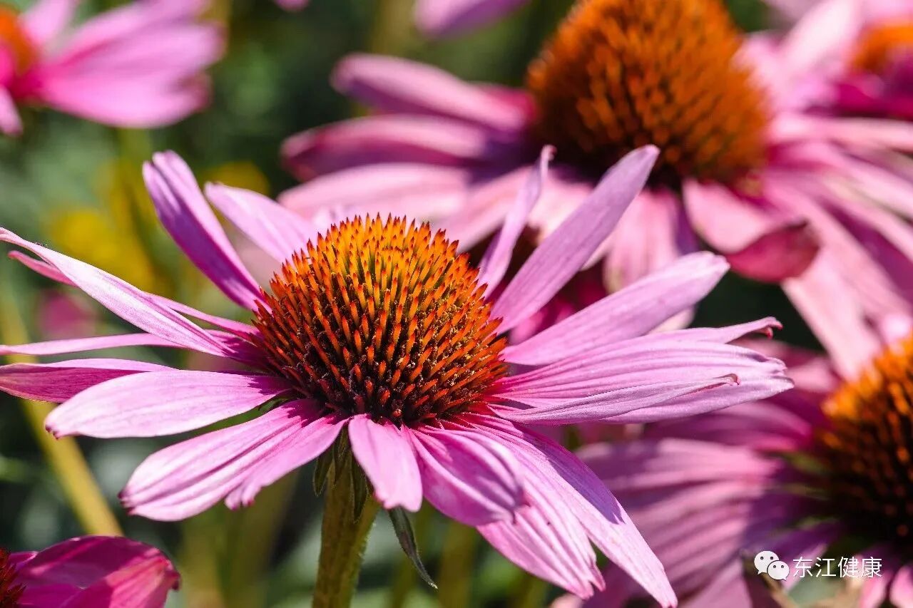 Echinacea Extract: How Has It Become a Globally Recognized Multifunctional Immune Support Ingredient?