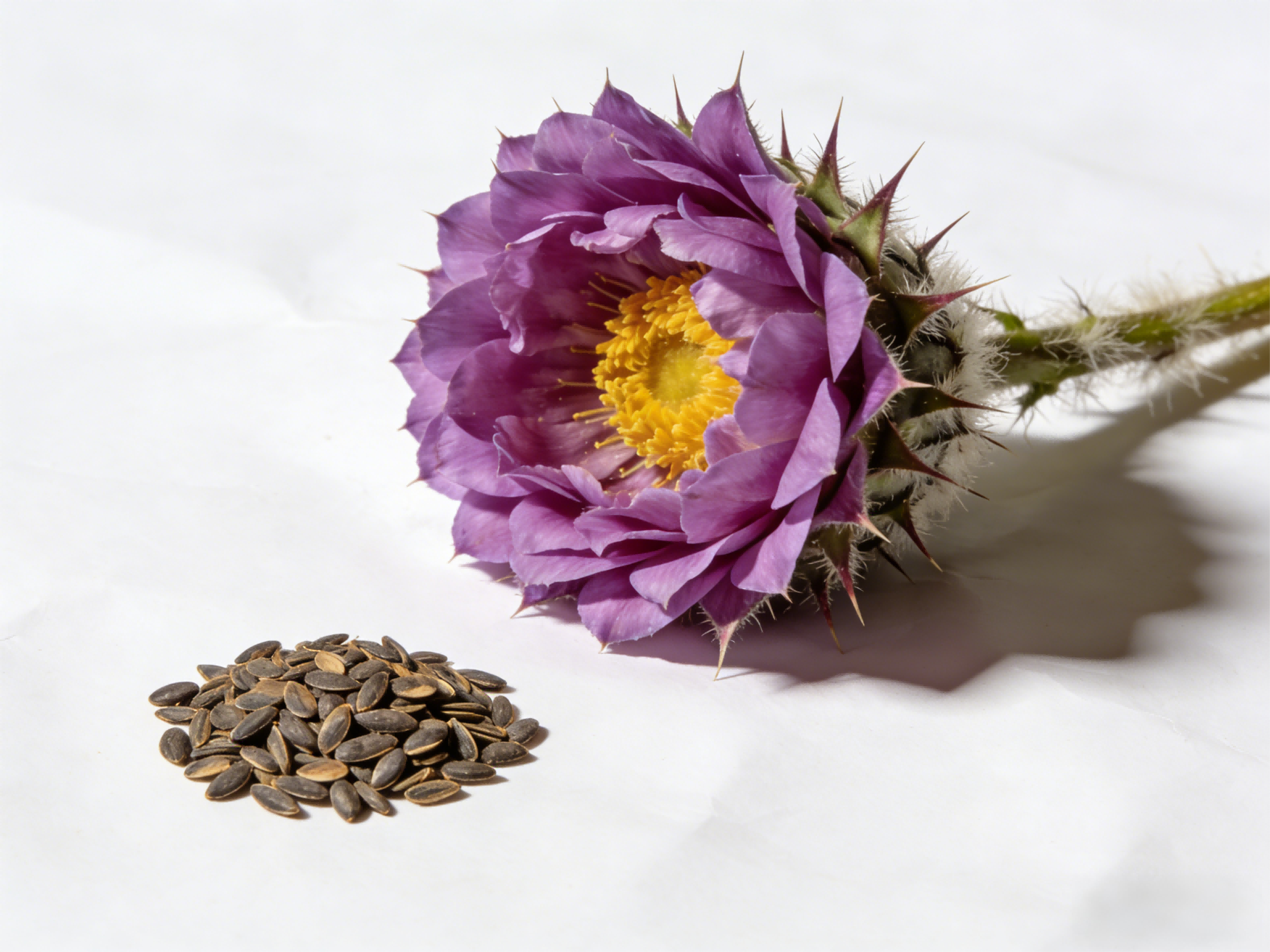 A New Choice for Liver Protection? Why Has Milk Thistle Extract Become a New Trend in the Health Industry