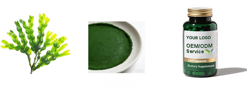 Chlorella Powder
