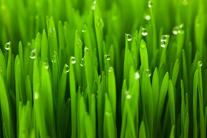 What Secrets Are Hidden in Wheatgrass Powder, the Rising Star in the Health Market?