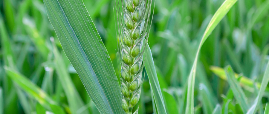 Why Has Barley Grass Juice Powder Become a New Favorite for Light Health Preservation? Understand Its Value and Application Areas in One Article