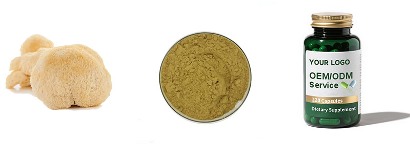 Lion's Mane Mushroom Extract