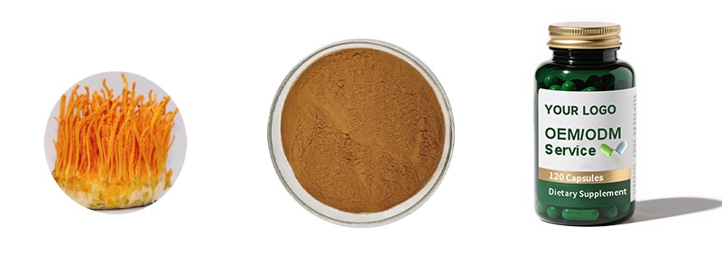 Organic Cordyceps Militaris Extract