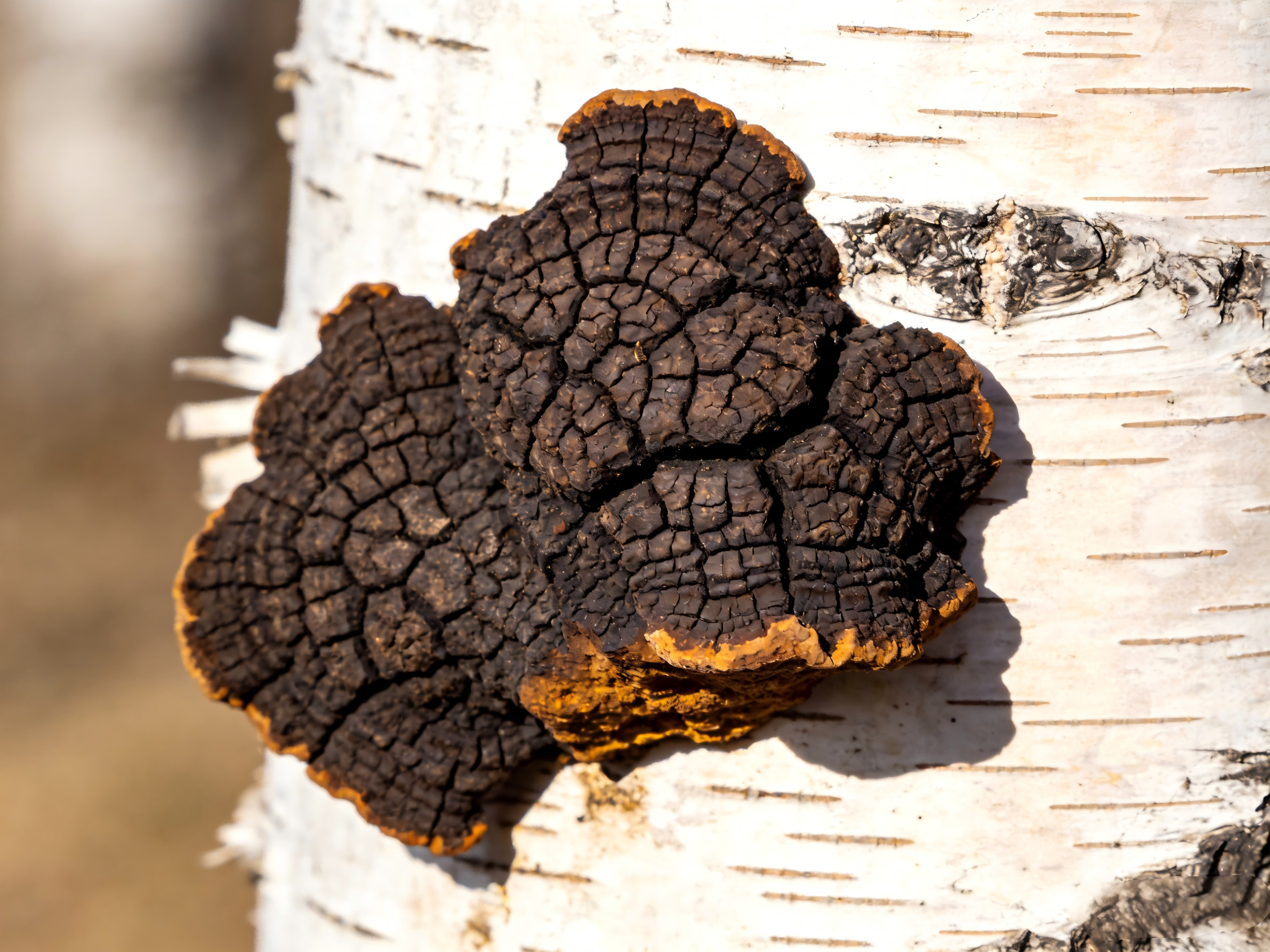 Chaga Mushroom Extract Gains Popularity in the Health Market: What True Value Does This Natural Fungal Ingredient Hold?