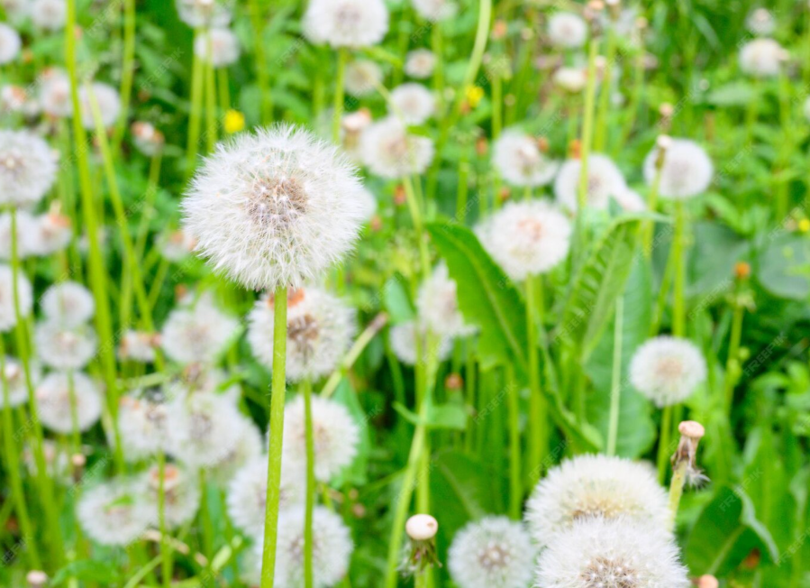 What Benefits Can Dandelion Extract Bring Us?