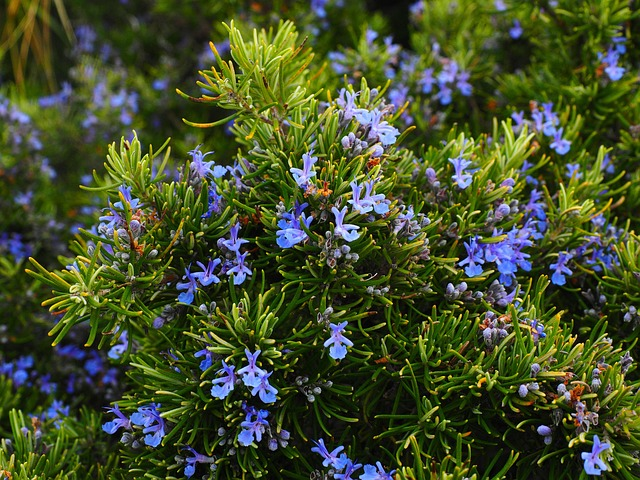 Rosemary Extract: A Rising Star in Natural Antioxidants—What Makes It So Remarkable?