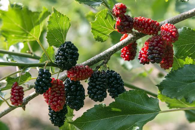 What Exactly is Mulberry Powder? A Complete Guide to Its Value and Selection