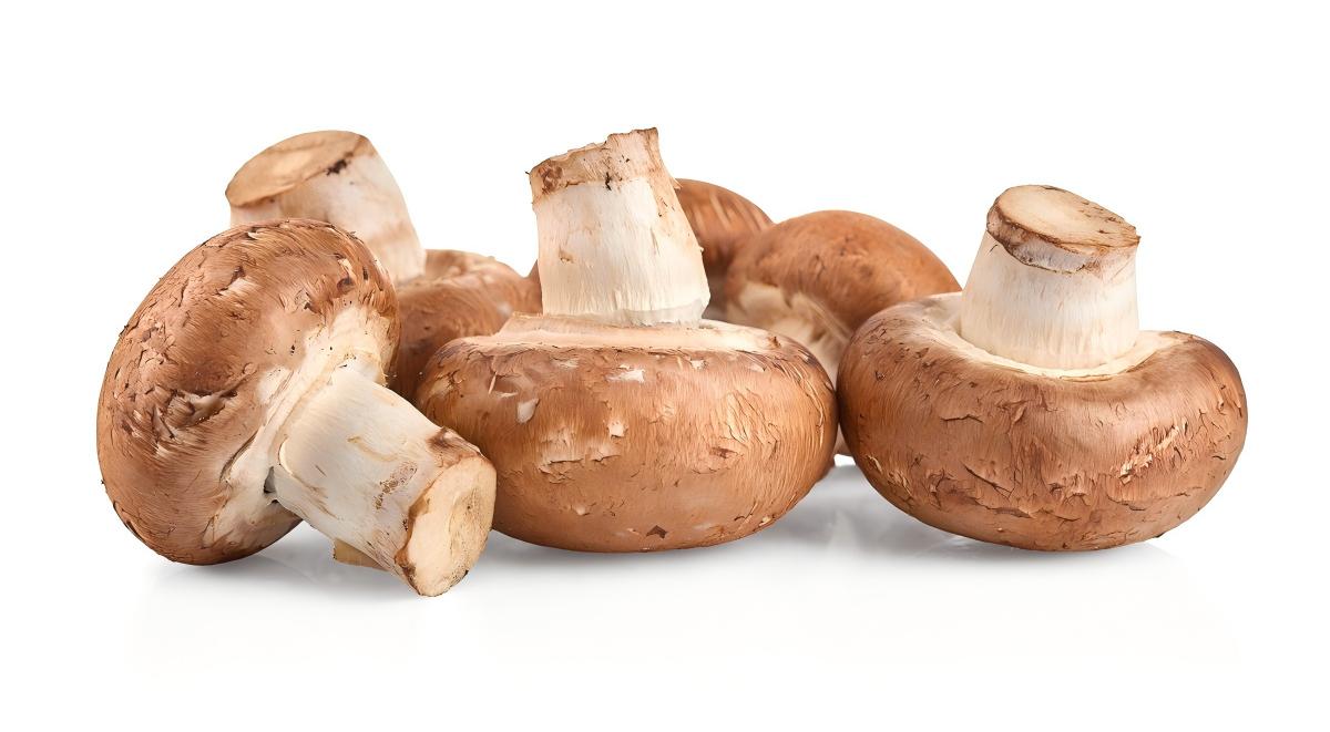 champignon shiitake 1.jpg