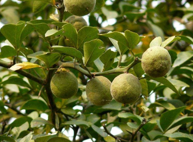 What Unknown Secrets Are Hidden in the "Treasure Extract" from Traditional Chinese Medicine? What Are the Magical Effects of Citrus Aurantium Extract?