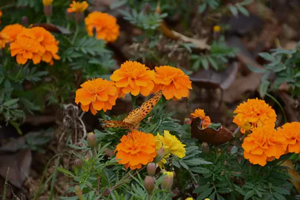 How Does Marigold Extract Become the "Natural Eye-Care Gold"?