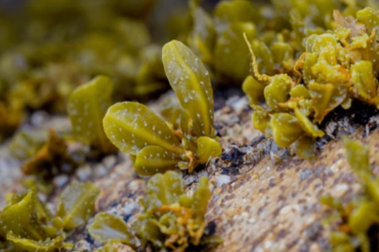 Bladderwrack Extract: A New Favorite in Skin Care? How Capable Is This Deep-Sea Brown Algae Ingredient?