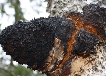 Chaga Mushroom Extract on Fire, Known as the "Diamond of the Forest" — Is It Really That Magical?
