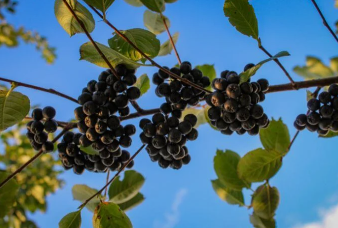 What Is Aronia Powder? What Health Secrets Does the "King of Anthocyanins" Hold?