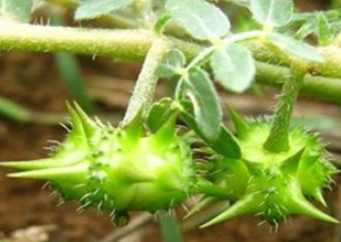 Is the Viral Tribulus Terrestris Extract a Hype or a Valuable Natural Ingredient?