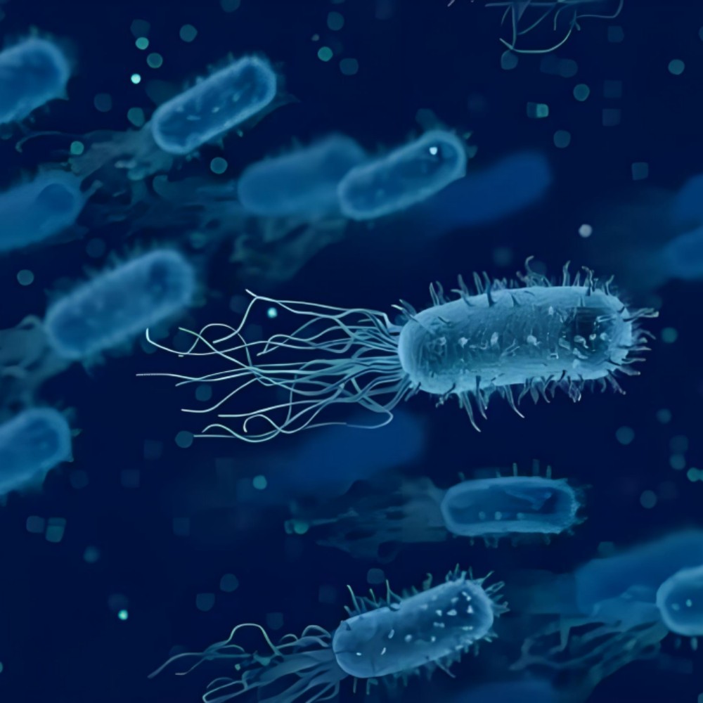 Probiotics powder Akkermansia muciniphila(AKK).jpg