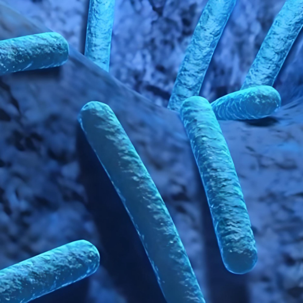 Poudre de probiotiques Bacillus coagulans.jpg