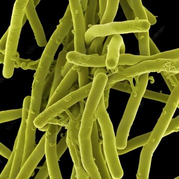Poudre de probiotiques Bacillus subtilis de Chine - Fournisseurs et usines leaders de solutions bactériennes de qualité