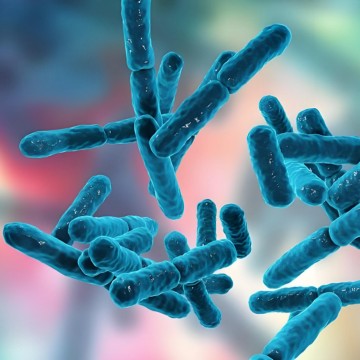 Poudre de probiotiques Bifidobacterium lactis de Chine - Fournisseurs de confiance et usine de qualité pour des bienfaits sur la santé