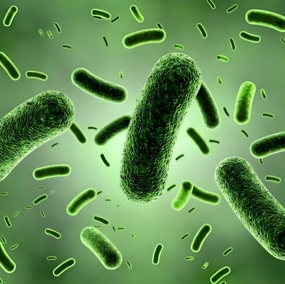 Probiotics powder Clostridium butyricum.jpg