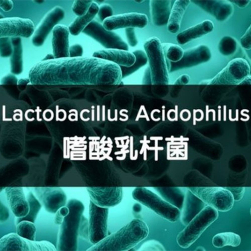 Probiotics powder Lactobacillus acidophilus.jpg