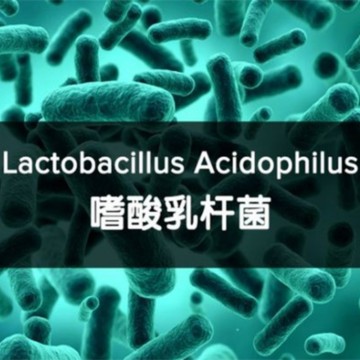 Poudre de probiotiques Lactobacillus acidophilus provenant de fournisseurs et d'usines chinoises pour une santé intestinale optimale