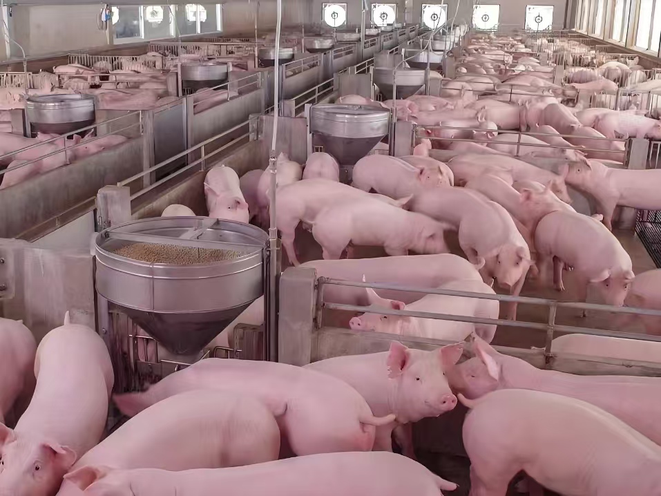 Livestock and Poultry Breeding