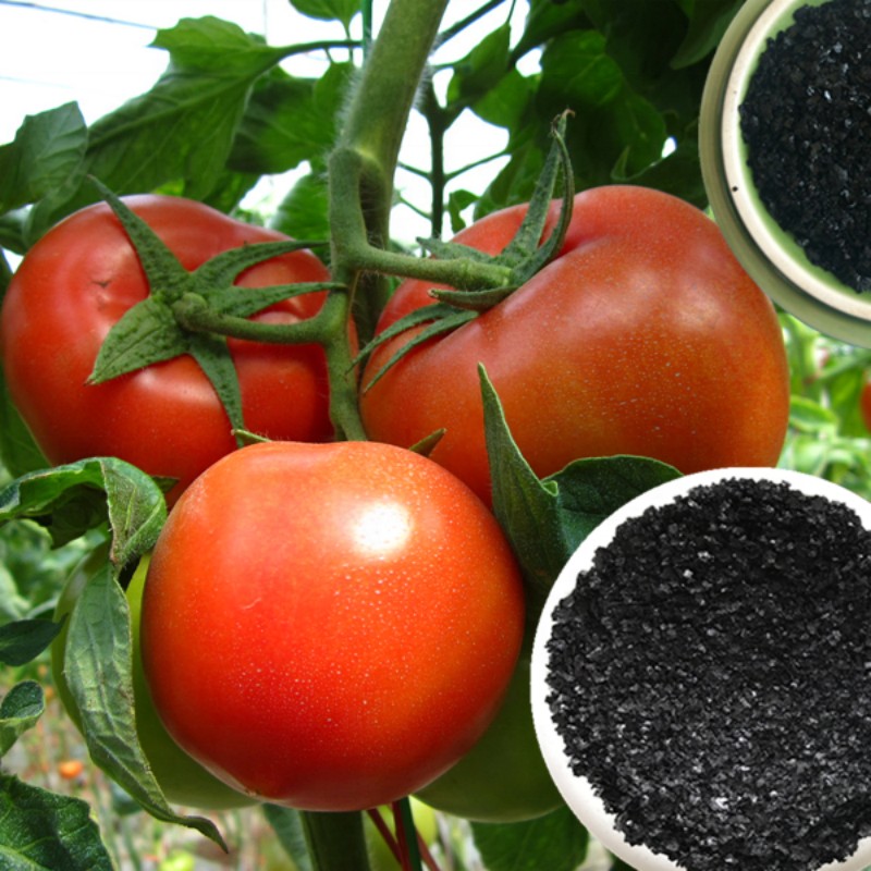 Engrais biostimulant agricole à base d'extrait d'algues noires en flocons et poudre, microparticules (5)