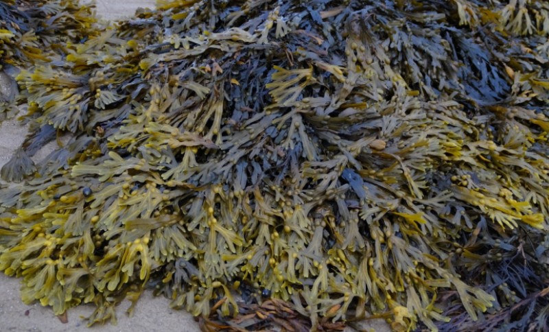 海藻作为天然肥料（2）.jpg