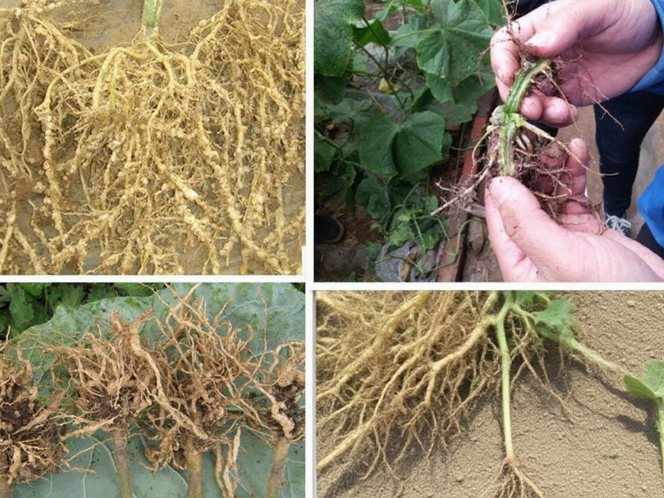 Poudre d'acide fulvique BIO de qualité agricole supérieure à 50 % d'acide fulvique