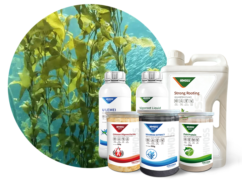 produit-bg11