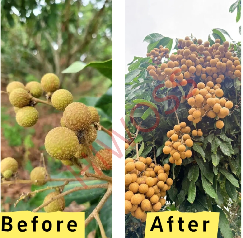 Clàr mu bhith a’ briseadh an t-suidheachaidh planntachaidh Longan ann an Cambodia: Cumhachdachadh Dùbailte de Thodhar Feamainn Ascophyllum Nodosum agus Pùdar Pròtain Èisg