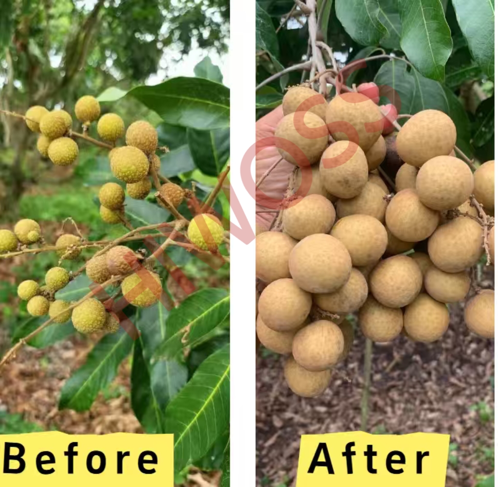 Longan2.jpg