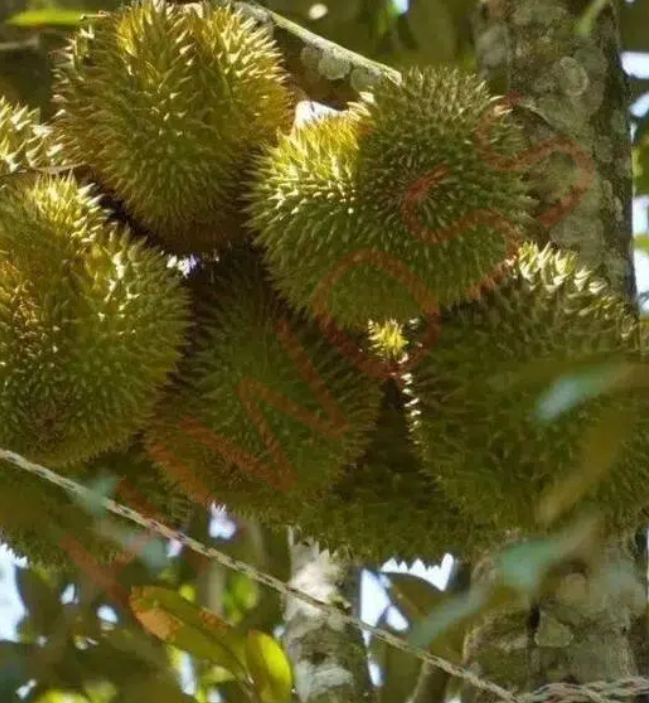 为什么商业榴莲种植要选择Hiwoss海藻肥？