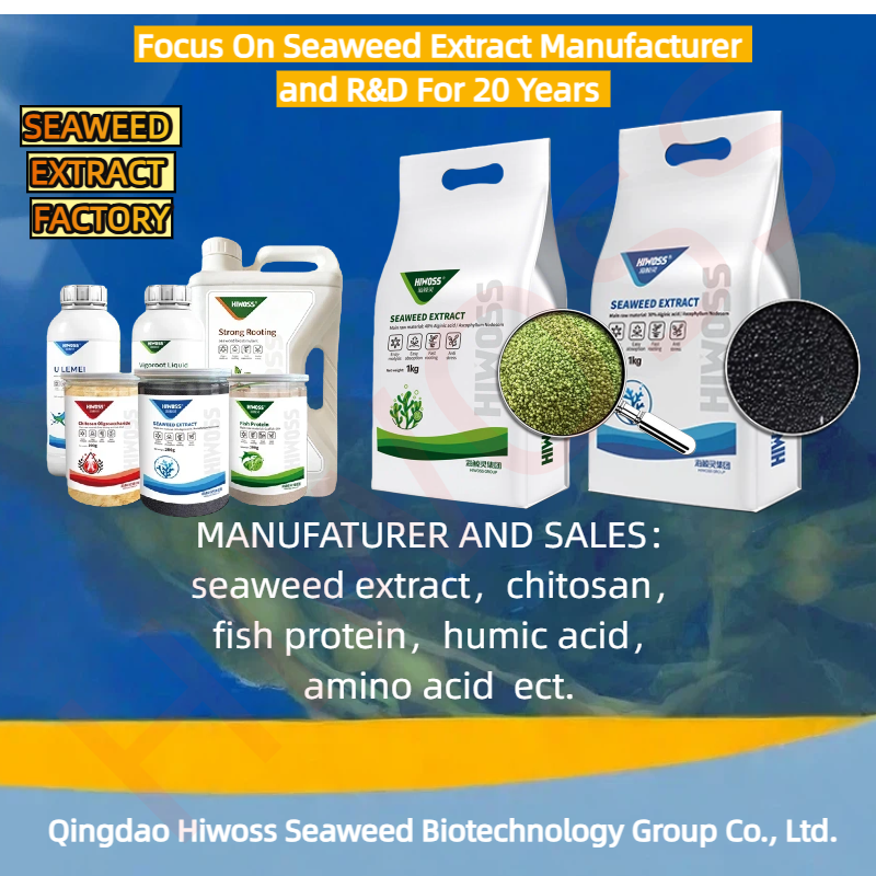 black seaweed extract manufaturer.png