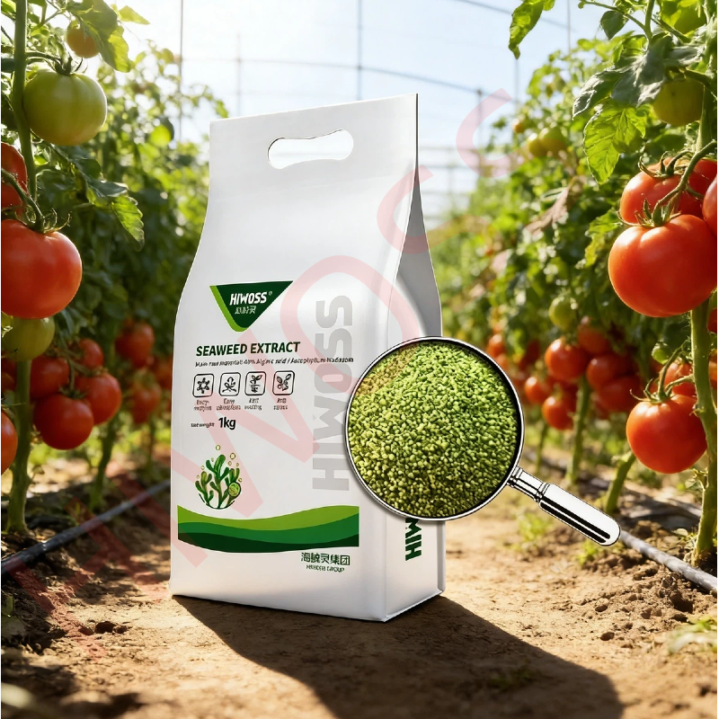 Seaweed Fertilizer For Tomato Organic Seaweed Biostimulant Enhances Yield